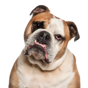 Petland Pembroke Pines Olde English Bulldogge