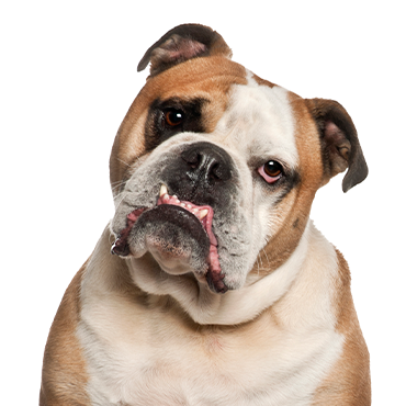 Olde-English-Bulldogge