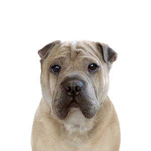 Petland Pembroke Pines Ori Pei