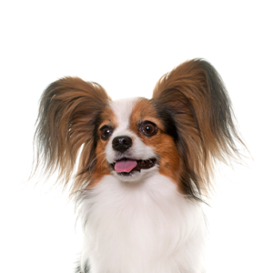 Petland Pembroke Pines Papillon
