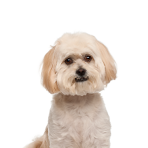 Petland Pembroke Pines Peekapoo