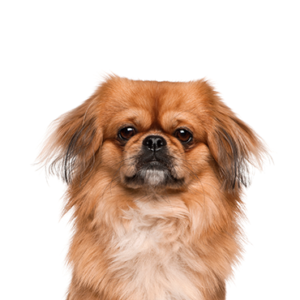 Pekinese