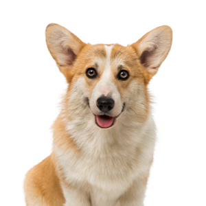 Pembroke-Welsh-Corgi