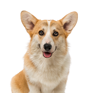 Pembroke-Welsh-Corgi