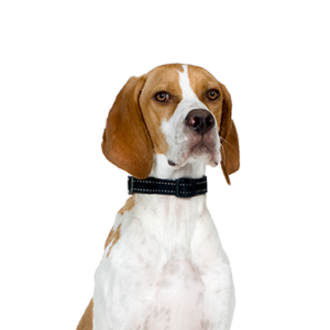 Petland Pembroke Pines Pointer
