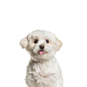 Petland Pembroke Pines Pomapoo