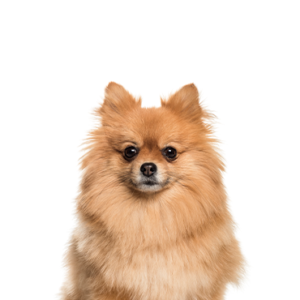 Petland Pembroke Pines Pomeranian