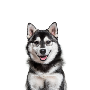 Petland Pembroke Pines Pomsky