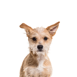 Petland Pembroke Pines Chipoo