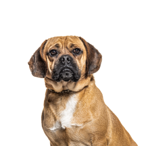 Petland Pembroke Pines Puggle