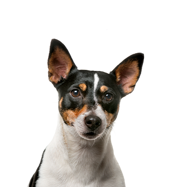 Rat-Terrier