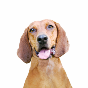 Petland Pembroke Pines Redbone Coonhound