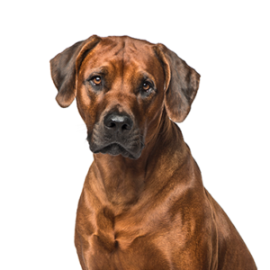 Rhodesian-Ridgeback