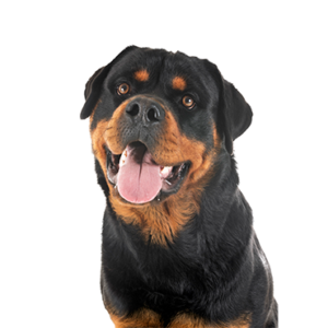 Petland Pembroke Pines Rottweiler