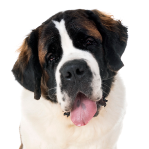 Petland Pembroke Pines Saint Bernard