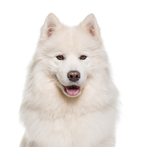 Petland Pembroke Pines Samoyed