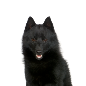 Petland Pembroke Pines Schipperke