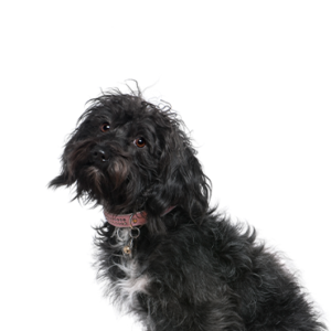 Petland Pembroke Pines Schnoodle