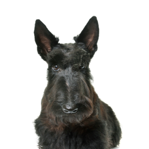 Scottish-Terrier