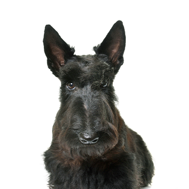 Scottish-Terrier