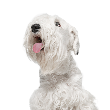 Sealyham-Terrier