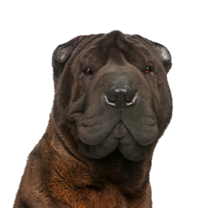 Sharpei