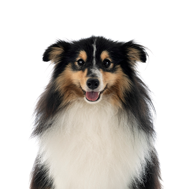 Shetland-Sheepdog