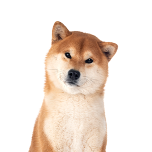 Shiba-Inu