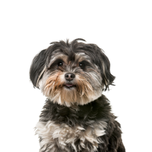 Petland Pembroke Pines Shih Poo