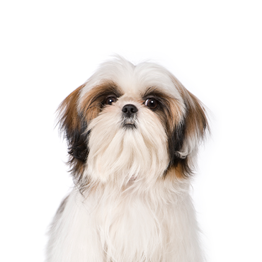 Shih-Tzu