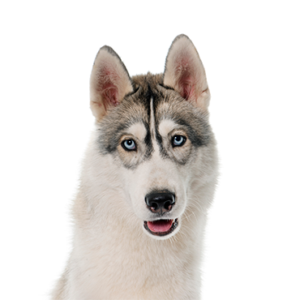 Petland Pembroke Pines Siberian Husky