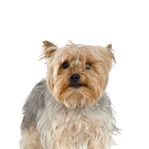 Silky-Terrier