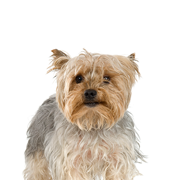Silky-Terrier