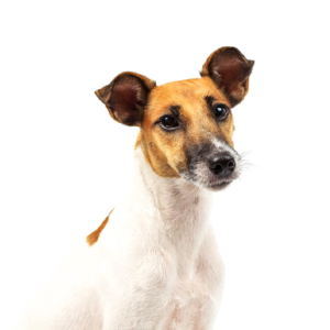 Petland Pembroke Pines Smooth Fox Terrier