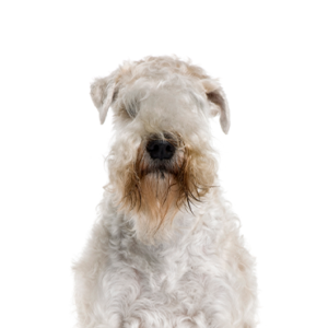 Petland Pembroke Pines Soft Coated Wheaten Terrier