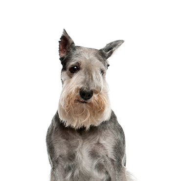 Standard-Schnauzer
