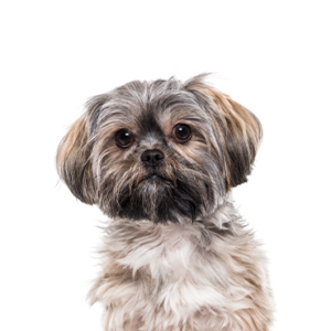 Petland Pembroke Pines Teddy Bear