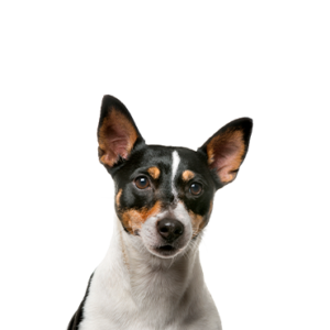Petland Pembroke Pines Toy Fox Terrier