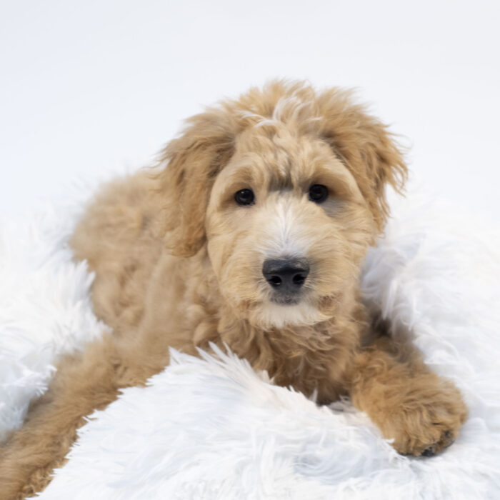 Spice - Mini Goldendoodle puppy for sale
