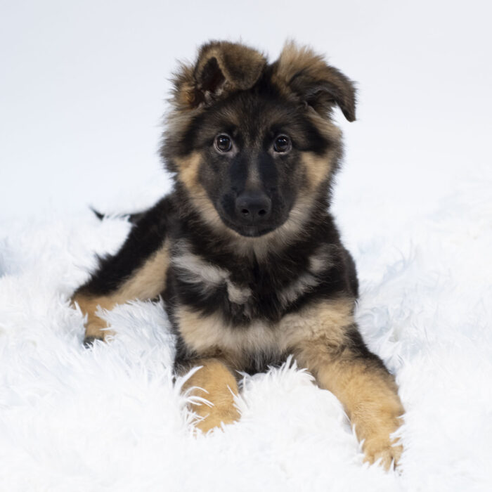 Tangle - German Shepherd Dog puppy for sale