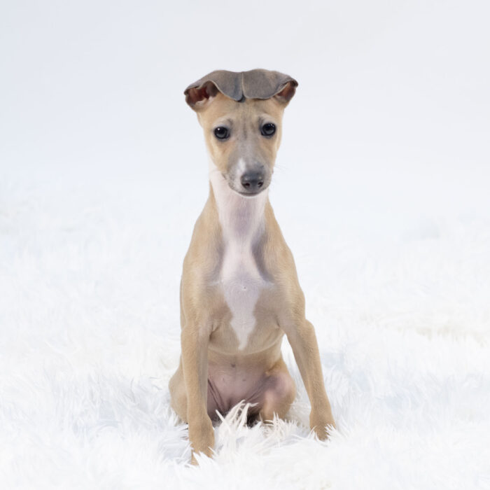 Xen - Italian Greyhound puppy for sale