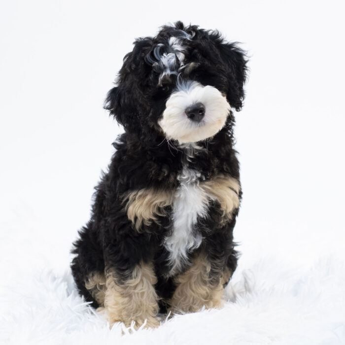 oreo - Bernadoodle puppy for sale