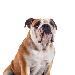 Petland Pembroke Pines Victorian Bulldog
