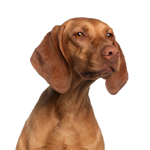 Petland Pembroke Pines Vizsla