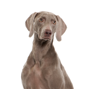 Petland Pembroke Pines Weimaramer