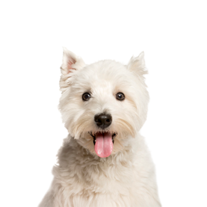 Petland Pembroke Pines West Highland Terrier