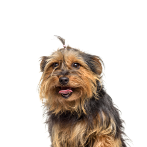 Petland Pembroke Pines Yorkie-Chon