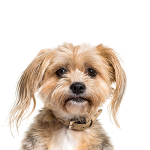 Petland Pembroke Pines Yorkiepoo