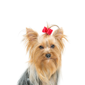 Small Yorkshire Terrier with silky tan and black fur, standing proudly