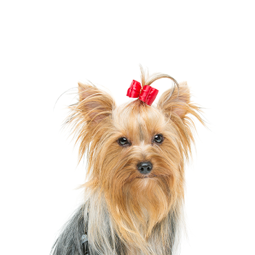 Yorkshire-Terrier